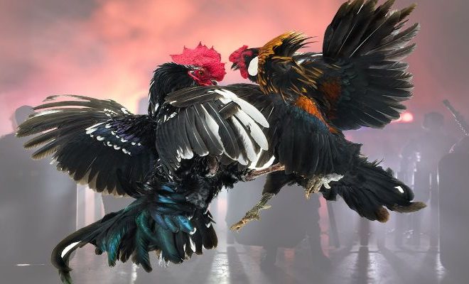 Phòng bệnh cho gà