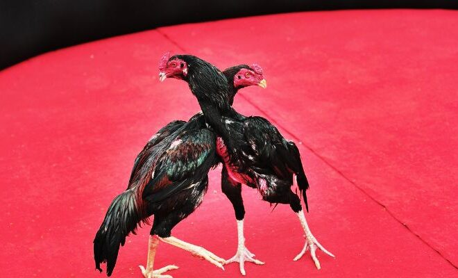 Valuable Fighting Cocks – Discover Behind Legendary Chicken Breeds