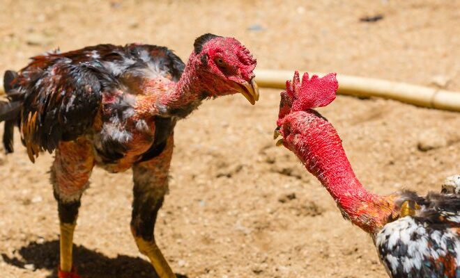 Caring for Fighting Cocks – Secrets to Successful Raising and Training
